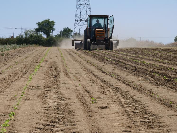 Après la plantation, un passage de rouleau est opéré sur la parcelle.
