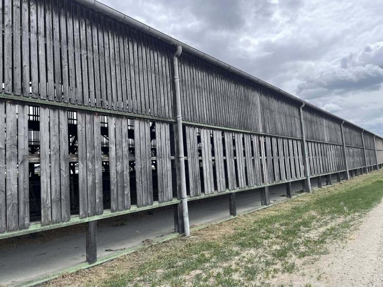 Pour aérer les bâtiments vaches laitières et taries, des planches de bardage ont été retirées.