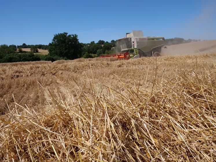 paille moisson blé