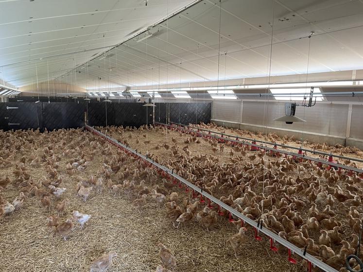 lignes d'abreuvement chapon de poulet