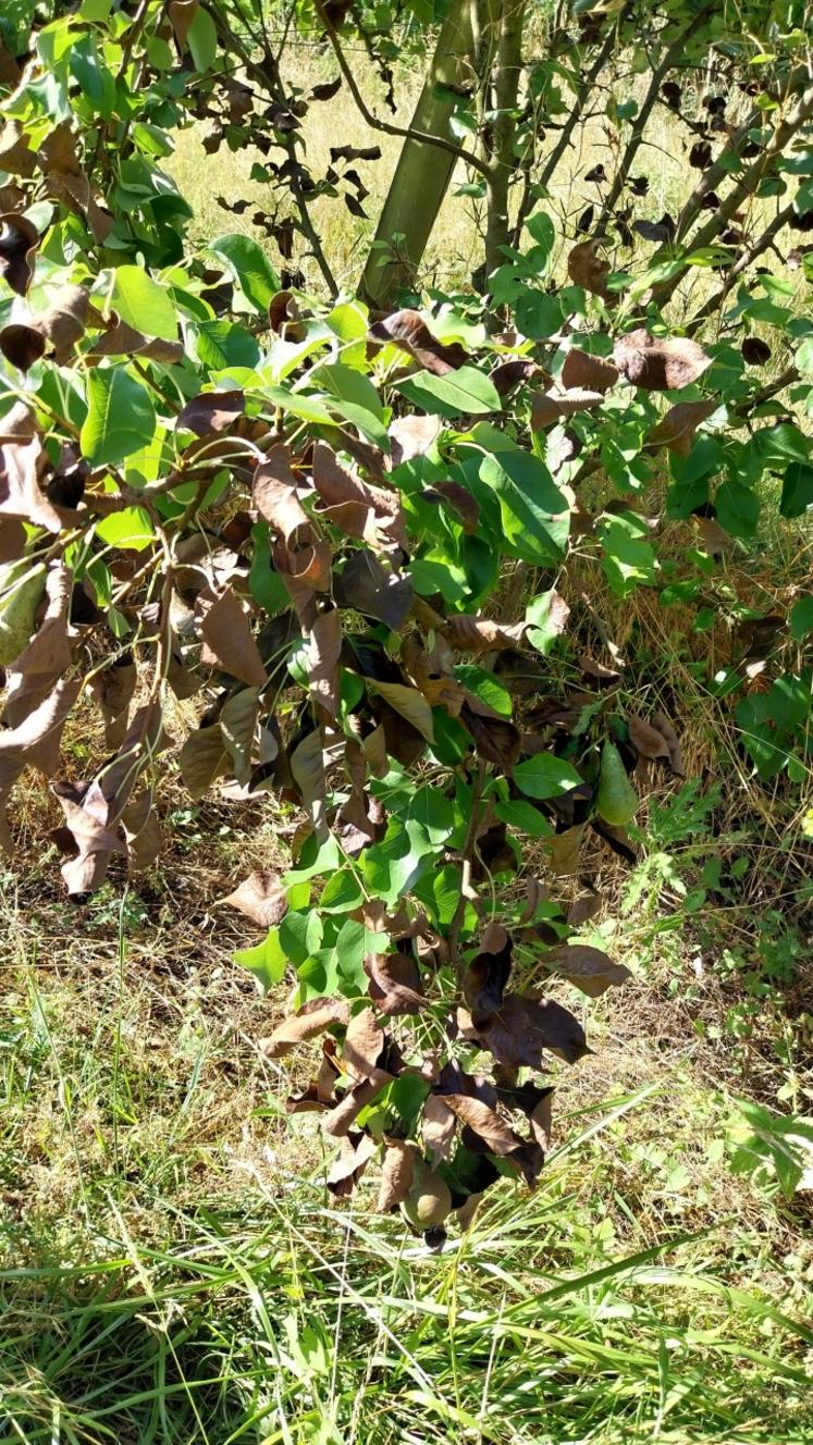 La variété Conférence est sensible au folletage, un dessèchement du feuillage qui survient au-delà de 30°C si l'évapotranspiration est supérieure aux volumes d'eau apportés.