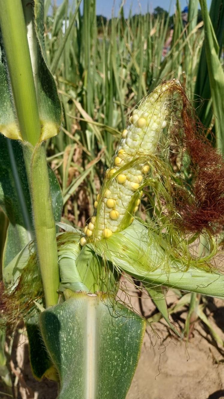Epi de maïs non irrigué, la fécondation n'a pas permis le développement des grains