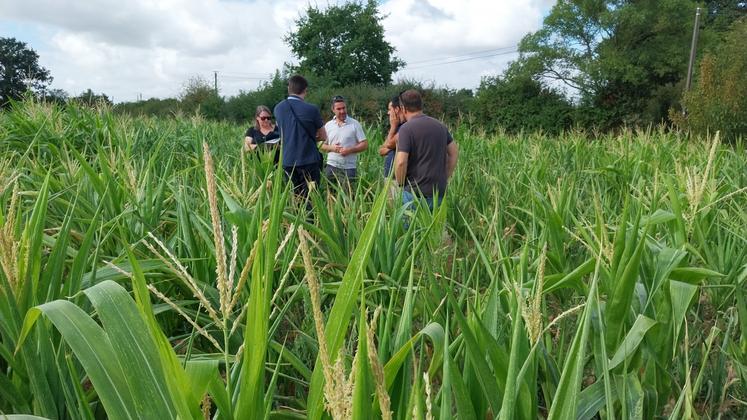 Expertise au Gaec de la Ruaudière dans les Hauts d'Anjou, avec très peu d'épis, l'estimation avoisine 3-4 T/ha