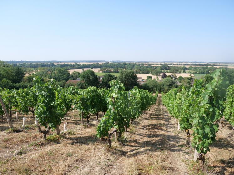 Les parcelles de chenin dominent le Layon, au domaine Bodineau.