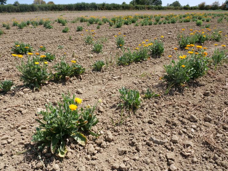 Les installations de plantes réalisées au printemps ont eu un démarrage poussif, comme les planches de souci.