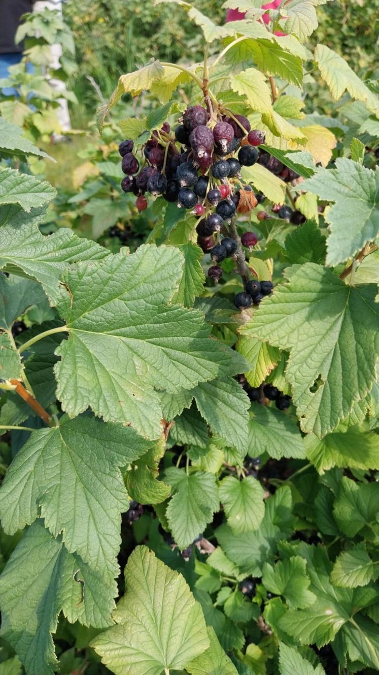 Les quelques grains de cassis qui restent sur les arbustes sont desséchés