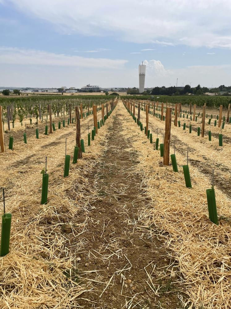 Le cavaillon a été recouvert de paille de blé qui permet de préserver la biodiversité et la matière organique.