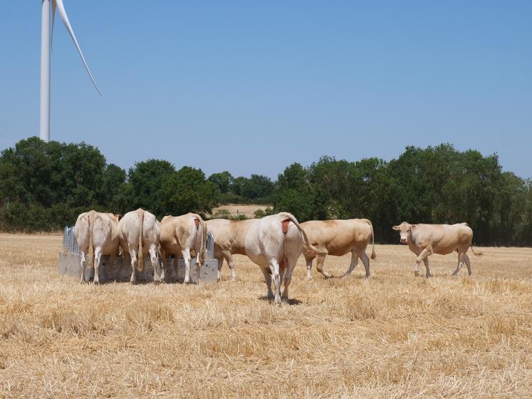 Juillet 2026 : les prés ne fournissent plus de pâturage pour le troupeau de blondes d'Aquitaine.
