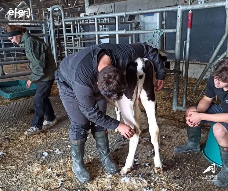 Les membres de Mauges élevage Passion ont formé au clippage les apprenants du CS lait.