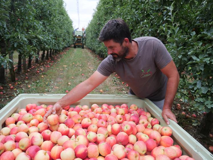Sébastien Blanchet, arboriculteur, vérifie la coloration des Gala en palox : les pommes insuffisamment colorées seront écartées. À droite : des pommes au sol en quantité, et des calibres de poires restreints. 