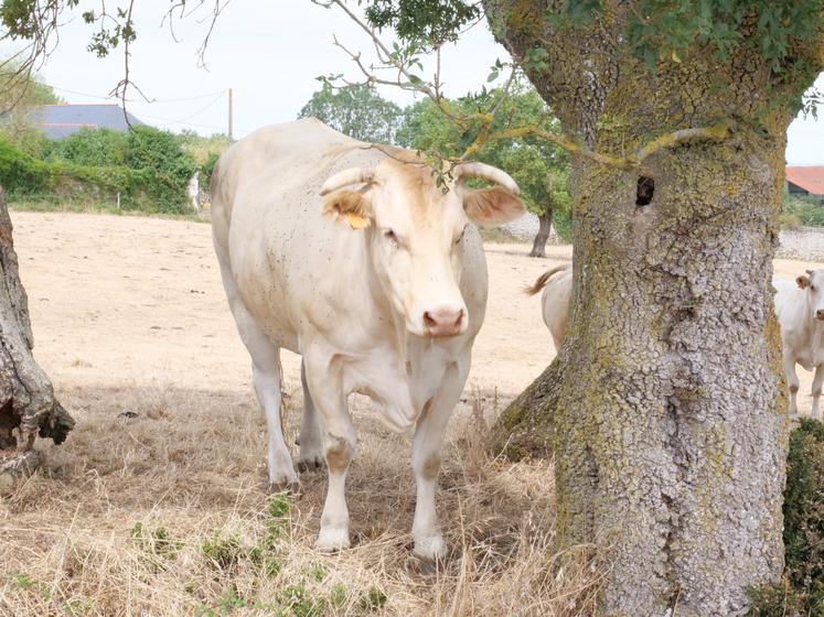 L'Inao a validé un élargissement exceptionnel et temporaire des possibilités de recours à certains aliments non biologiques pour les élevages biologiques. Cette possibilité est ouverte du 18 août 2026 jusqu'à la prochaine mise à l'herbe, et au plus tard jusqu'au 30 avril 2027.