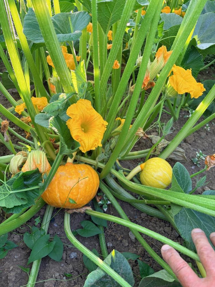 Au 9 juillet, les courges présentaient une belle accroche.