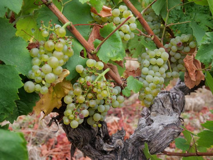 Ces baies de chardonnay ont été protégées du flétrissement par l'absence d'effeuillage avant vendange. Mais le manque d'eau ne leur a pas permis de grossir suffisamment.