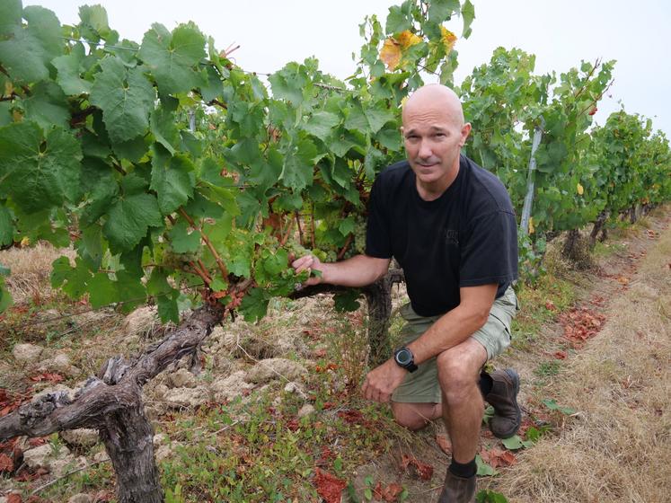 David Maugin, viticulteur
