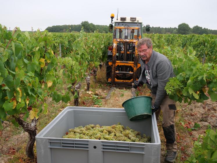 La vendange a commencé mercredi 19 août au Château du Fresne à Bellevigne en Layon (Faye d'Anjou). En haut à droite, un des associés, David Maugin. En-dessous, des baies flétries par le soleil. 
