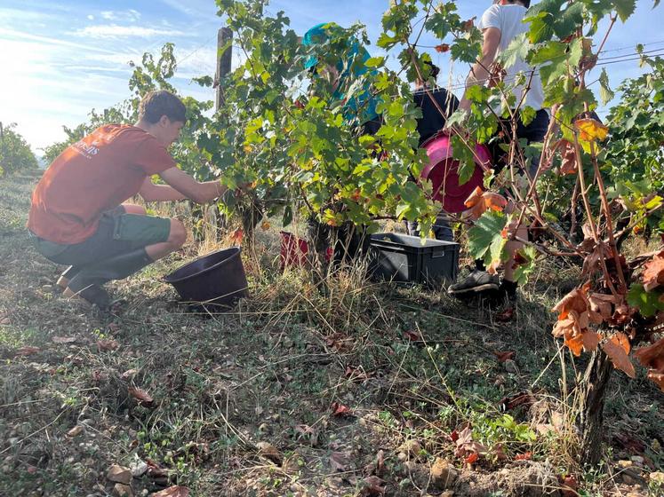 Le calendrier a été adapté aux conditions climatiques au lycée viticole de Montreuil-Bellay : les jeunes ont fait leur rentrée plus tôt que prévu.