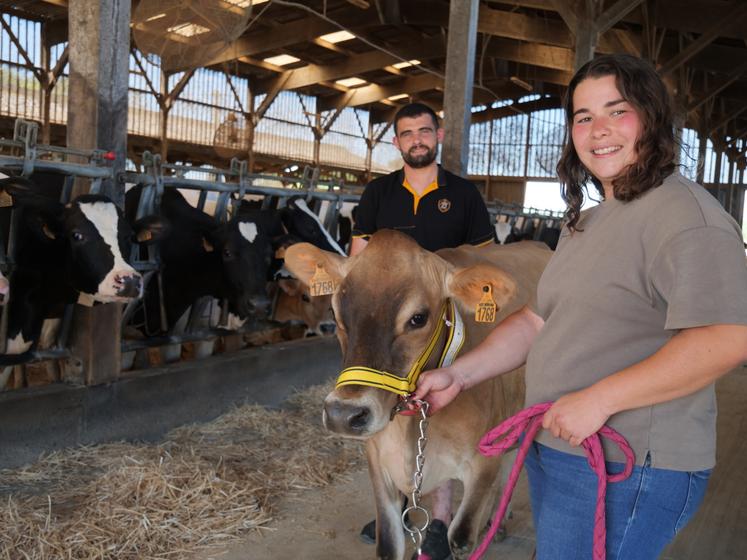 Dans l'élevage d'Alicia et Jean, les grandes prim'holstein ont fait leur place aux petites jersiaises. 