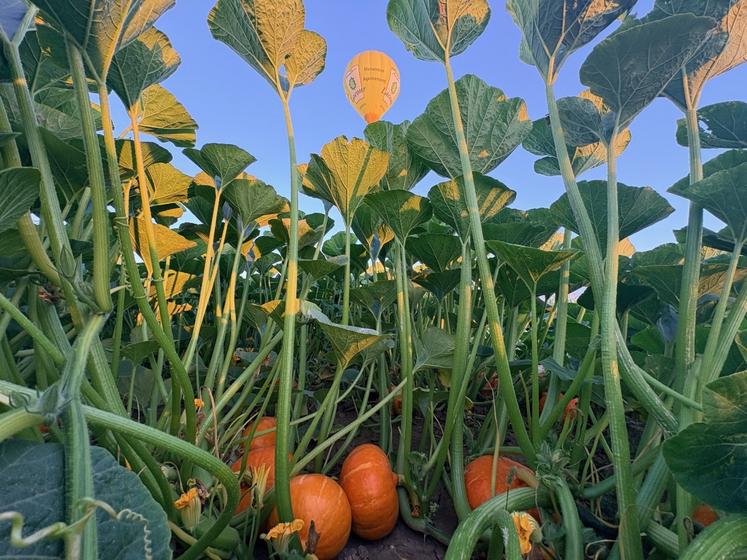courge au 26 juillet