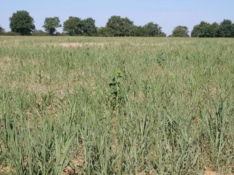 Ce mélange sorgho/tournesol apportera de la matière organique au sol.