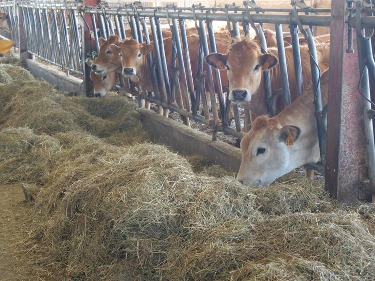 vaches parthenaises