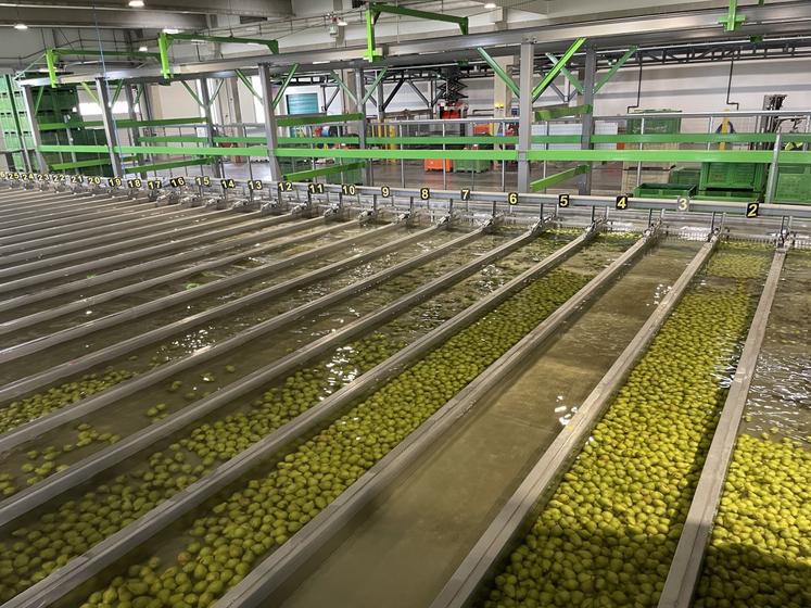 Les poires sont pré-calibrées dans l'eau. Dès que 300 kg d'un même calibre sont rassemblés, les poires sont dirigées vers la sortie.