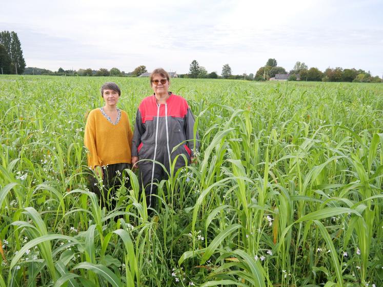 Marie-Line Faure et Florence Léon, conseillères agronomie à la Chambre d'agriculture, dans une plateforme de couverts du Gaec la Clé des champs, semée en juillet. À côté, la parcelle fin juillet et fin août.