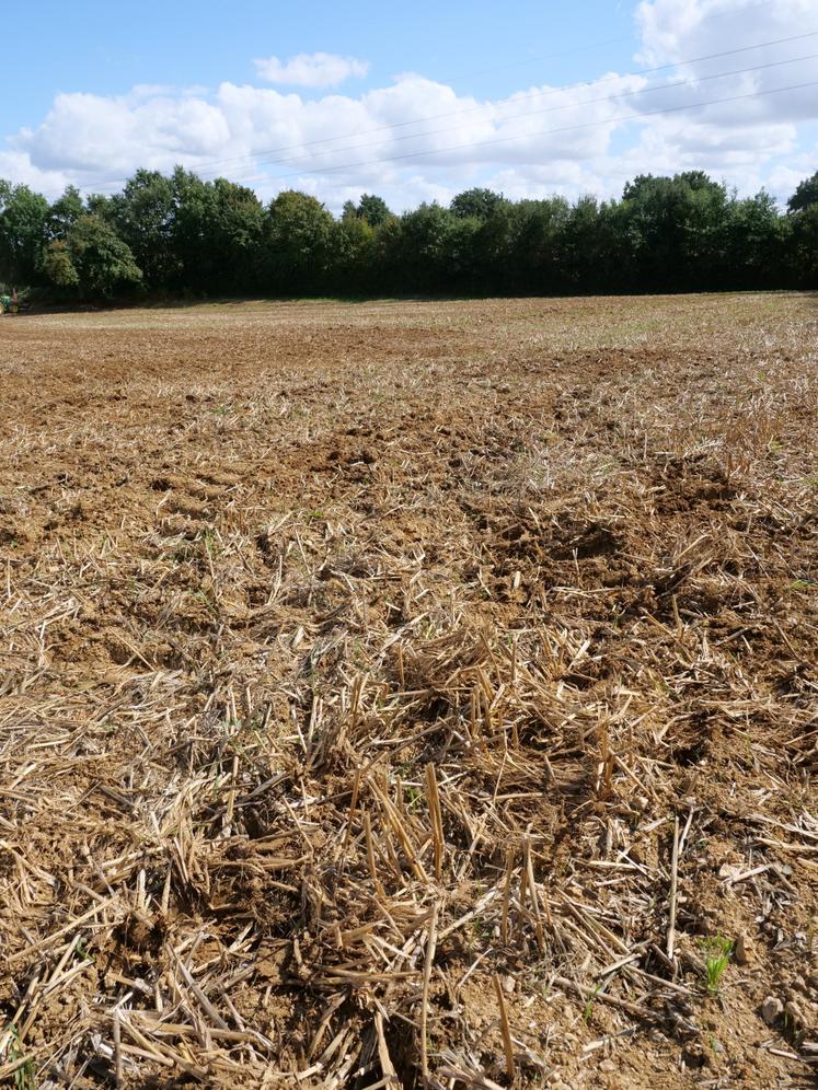Les chaumes de triticale sont travaillées par la herse rotative du combiné de semis.