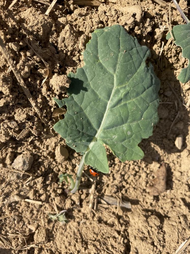 coccinelle