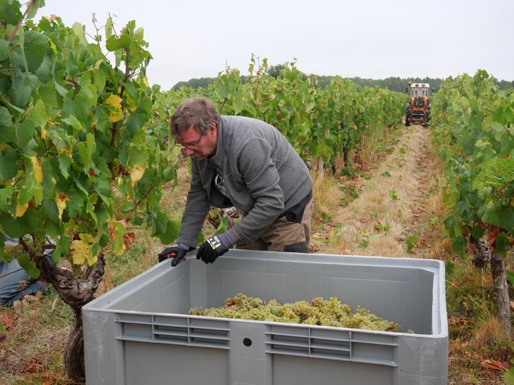 Avec un top départ le 10 août, les vendanges ont été très précoces en Anjou-Saumur.