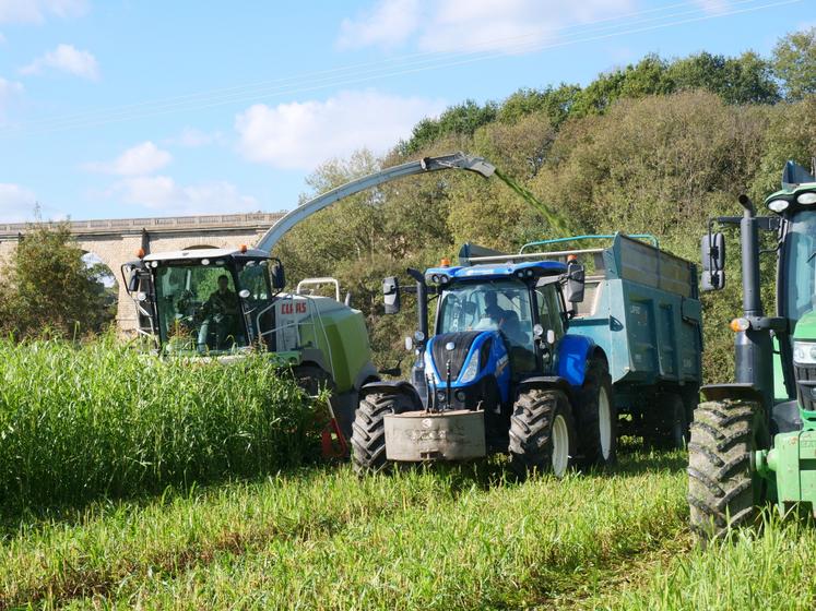 Chantier d'ensilage de sorgho, le 20 octobre à Cholet à l'EARL la Bouffée d'herbe, par la Cuma l'Alliance. L'ensileuse est équipée d'un cueilleur adapté au sorgho.