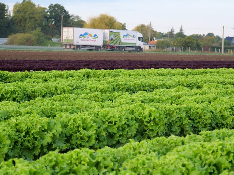 Semées semaine 35, ces salades seront les dernières de la saison cultivées en plein champ.