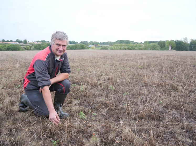 Grillée depuis juin, cette parcelle de prairie va être resemée en méteil. En haut à droite, une parcelle entièrement re-semée il y a 10 jours et en dessous, une parcelle qui va recevoir un sur-semis. 