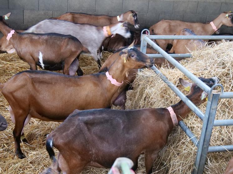 chèvres gaec caprijour