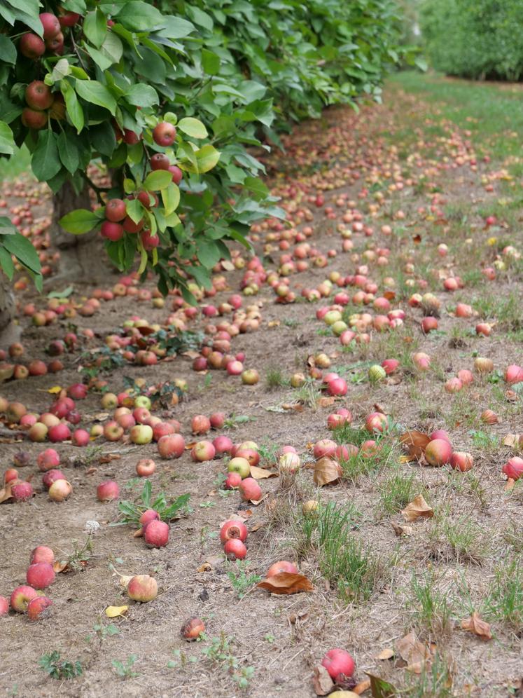 Récoltées au sol, les pommes doivent conserver un bon état sanitaire pour être livrées à la coopérative.