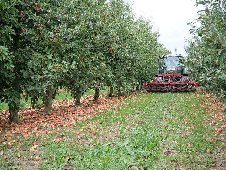 Chaque arbre est secoué par la machine afin de faire tomber les pommes au sol.
