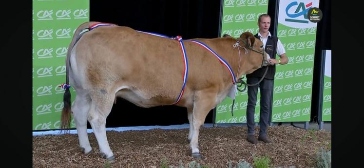 Tourene, championne vache du concours de la race parthenaise. 