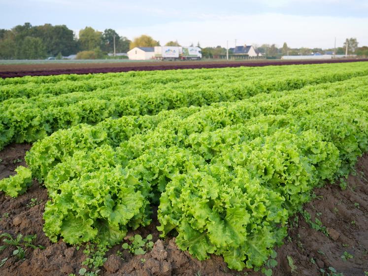 salade