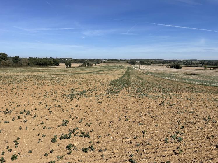 Parcelle de colza, jeudi 24 septembre à La Pouëze.