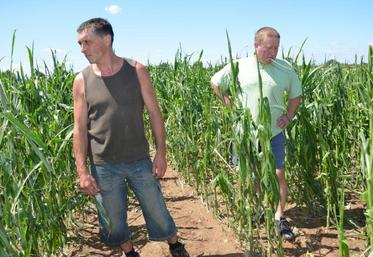 Pascal Tourneux et Christophe Landron, éleveurs à Angrie, estiment la perte sur le maïs à au moins 50 %.