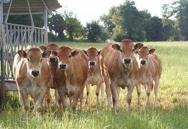 Le marché des vaches allaitantes se dégrade depuis quelques années. Fait nouveau : « depuis 18 mois, des vaches dites “haut de gamme” comme la blonde d’Aquitaine ou la parthenaise connaissent des difficultés d’écoulement. »