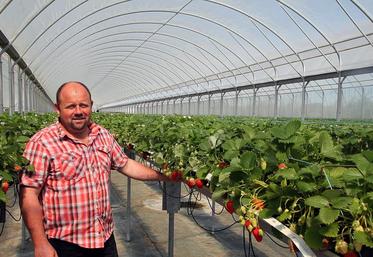 Alain Mabileau a commencé à récolter des fraises avec une semaine d’avance par rapport à une année classique.