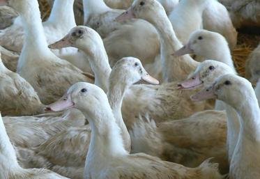 Fin officielle de l'épidémie de grippe aviaire : les éleveurs de canards vont souffler.