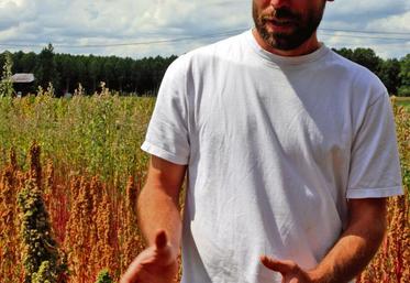 Depuis trois ans, Jason Abbott expérimente diverses variétés de quinoa, en Anjou.