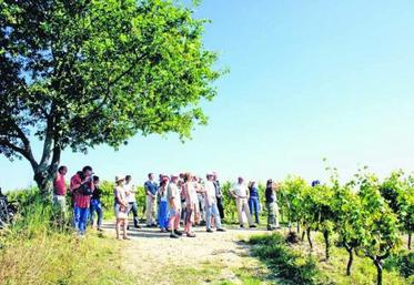Des Rendez-vous dans le vignoble sont organisés en Anjou-Saumur par le syndicat des Vignerons indépendants et du Musée de la Vigne et du vin.