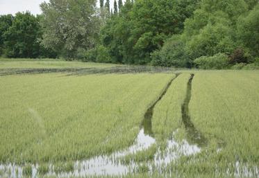 Les inondations de début juin en Anjou, recouvrant les  cultures, ont été suivis d'une période de sécheresse.