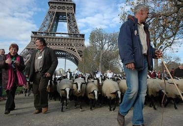 Près d’un millier d’éleveurs ovins ont afflué de toute la France dans la capitale.