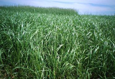 Avant l’implantation de la récolte, la destruction par déchaumage 
ou labour sera plus facile et évitera l’usage d’herbicide.