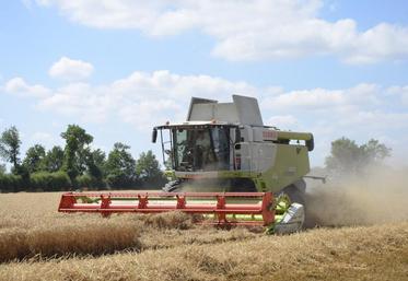 Battage des blés lundi 15 juillet, dans une parcelle de 2 ha du Gaec de la Gendraie, à Erdre-en-Anjou..