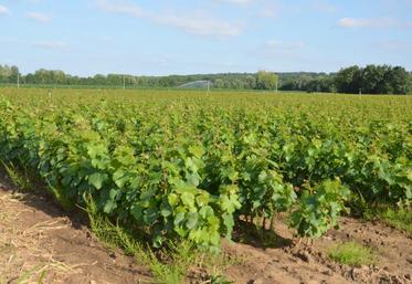 Les arrêtés encadrant ce nouveau dispositif d'autorisations de plantation doivent être publiés au Journal officiel et permettront à l’État d'autoriser chaque année la plantation de nouvelles vignes, sur une superficie correspondant au maximum à 1% du vignoble actuel (8 000 hectares en 2016).