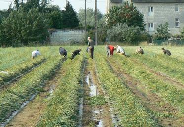 L’emploi agricole représente 6,5% des actifs du déparement de Maine-et-Loire.